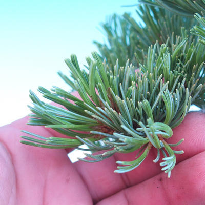 Outdoor bonsai - Small tree bark - Pinus parviflora glauca - 6