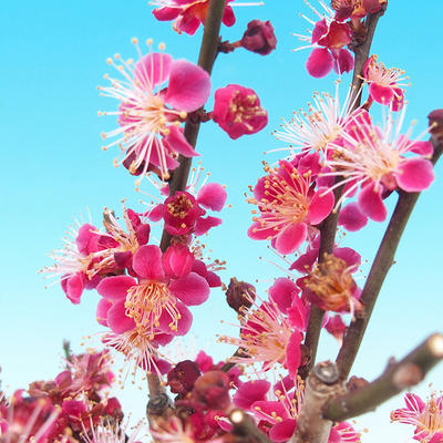 Outdoor bonsai - Japanese apricot - Prunus Mume - 6