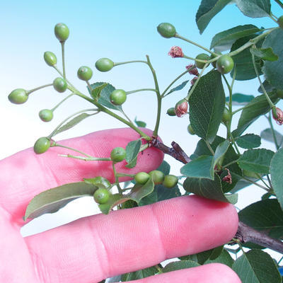 Outdoor bonsai - Prunus mahaleb - 6