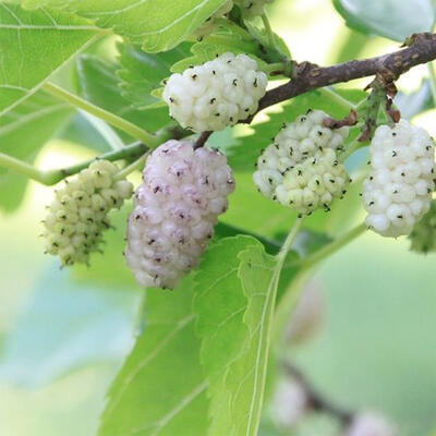 Outdoor bonsai - Morus alba - mulberry - 6