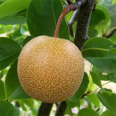 Outdoor bonsai - Japanese pear NASHI - Pyrus pyrifolia - 6