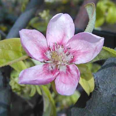 Outdoor bonsai - Pseudocydonia sinensis - Chinese quince - 6