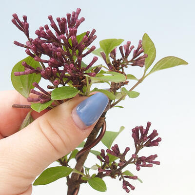 Outdoor bonsai - Syringa Meyeri Palibin - Meyer's Lilac - 6