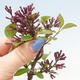 Outdoor bonsai - Syringa Meyeri Palibin - Meyer's Lilac - 6/7