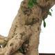 Room bonsai - Carmona macrophylla - Tea fuki - 5/5