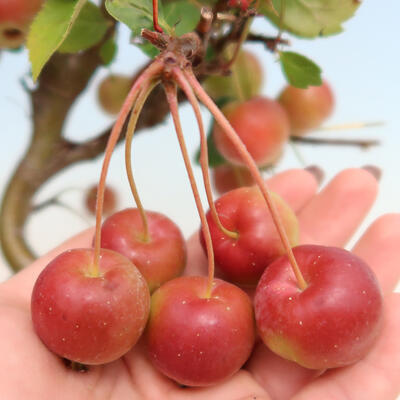 Outdoor bonsai -Malus Halliana - fruited apple - 6