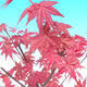 Outdoor bonsai - Maple palmatum DESHOJO - Maple palmate - 5/5