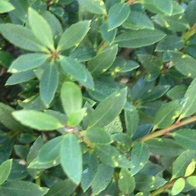 Indoor bonsai - Ilex crenata - Holly - 6