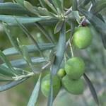 Indoor bonsai - Olea europaea sylvestris - European small-leaved olive oil - 6