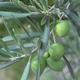 Indoor bonsai - Olea europaea sylvestris - European small-leaved olive oil - 3/3