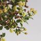 Room bonsai - Ulmus parvifolia - Malolistý elm - 6/6