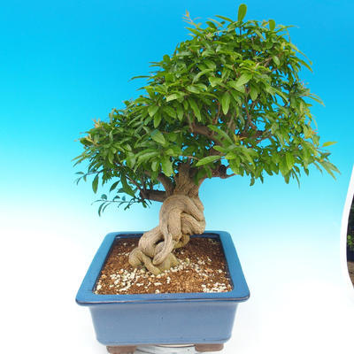 Room bonsai-PUNICA granatum-pomegranate - 7