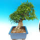 Room bonsai-PUNICA granatum-pomegranate - 7/7
