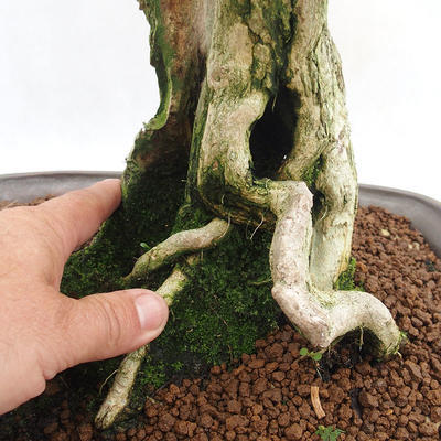 Indoor bonsai - Duranta erecta Aurea PB2191203 - 7
