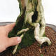 Indoor bonsai - Duranta erecta Aurea PB2191203 - 7/7