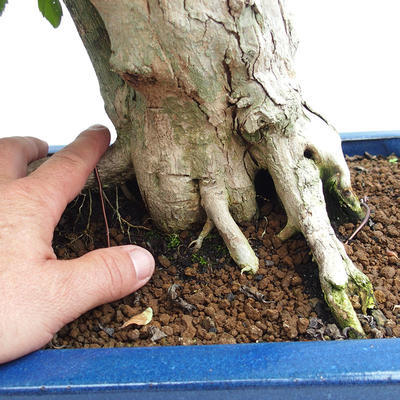 Indoor bonsai - Duranta erecta Aurea PB2191206 - 7