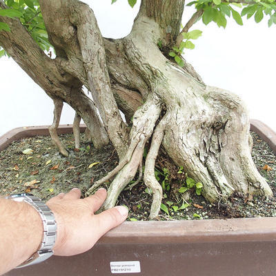 Indoor bonsai - Duranta erecta Aurea PB2191210 - 7