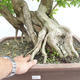 Indoor bonsai - Duranta erecta Aurea PB2191210 - 7/7