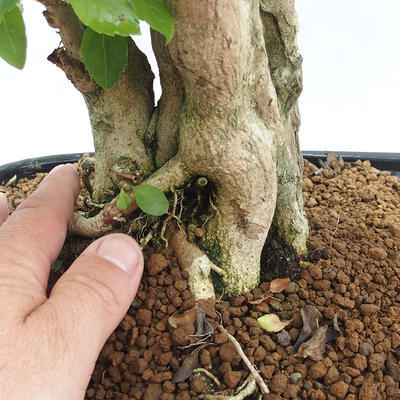 Indoor bonsai - Duranta erecta Aurea PB2191211 - 7