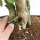 Indoor bonsai - Duranta erecta Aurea PB2191211 - 7/7