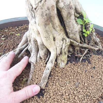 Room bonsai - Duranta erecta Aurea - 7