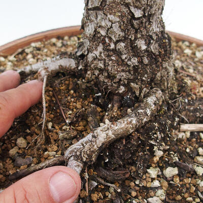 Outdoor bonsai - Zelkova - Zelkova NIRE - 7