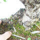 Outdoor bonsai - Malus halliana - Small-fruited apple tree - 7/7