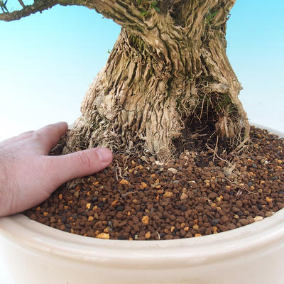 Room bonsai - Buxus harlandii - cork buxus - 7
