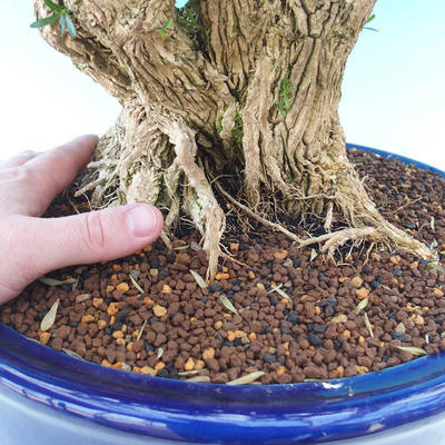 Room bonsai - Buxus harlandii - cork buxus - 7
