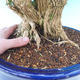Room bonsai - Buxus harlandii - cork buxus - 7/7