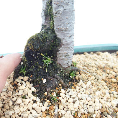 Outdoor bonsai - Malus sp. - Small-fruited apple tree - 7