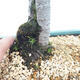 Outdoor bonsai - Malus sp. - Small-fruited apple tree - 7/7