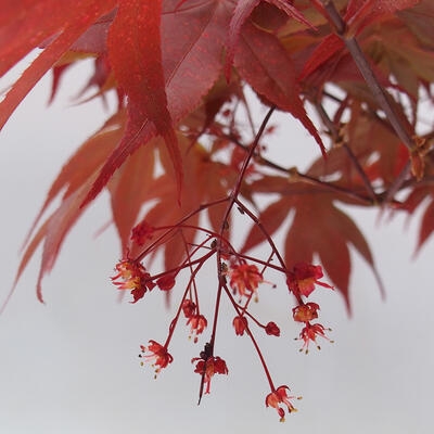 Outdoor bonsai - Acer palmatum Atropurpureum - Red palm maple - 7