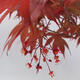 Outdoor bonsai - Acer palmatum Atropurpureum - Red palm maple - 7/7