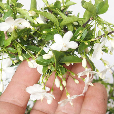 Indoor bonsai - Water jasmine - Wrightia religiosa - 7