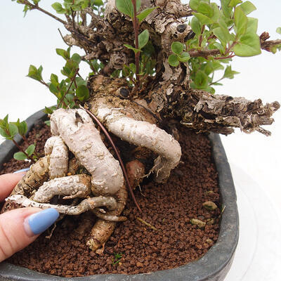 Outdoor bonsai - Syringa Meyeri Palibin - Meyer's Lilac - 7