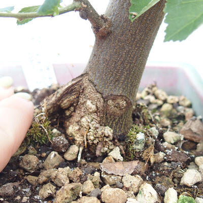 Indoor bonsai - Grewia occidentalis - Lavender star - 7