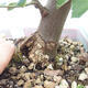Indoor bonsai - Grewia occidentalis - Lavender star - 7/7
