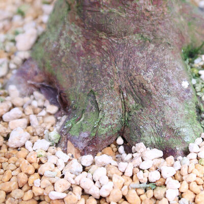 Outdoor bonsai - Japanese azalea SATSUKI- Azalea KINSHO - 7