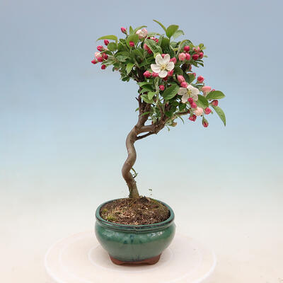 Outdoor bonsai -Malus Halliana - fruited apple - 7