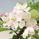 Outdoor bonsai -Malus Halliana - fruited apple - 7/7