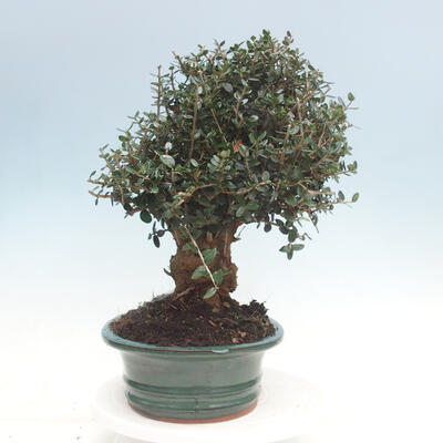 Indoor bonsai - Olea europaea sylvestris - European small-leaved olive oil - 7