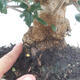 Indoor bonsai - Olea europaea sylvestris - European small-leaved olive oil - 7/7