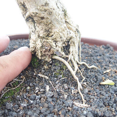 Indoor bonsai - Duranta erecta Aurea - 7
