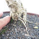 Indoor bonsai - Duranta erecta Aurea - 7/7