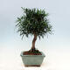 Room bonsai - Podocarpus - Stone thousand - 7/7