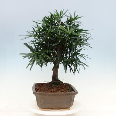 Room bonsai - Podocarpus - Stone thousand - 7