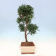 Indoor bonsai - Podocarpus - Stone thous - 7/7