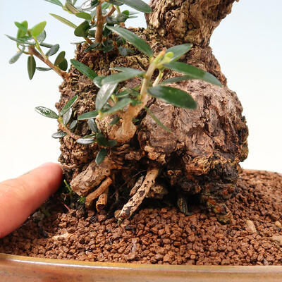 Indoor bonsai - Olea europaea sylvestris - European small-leaved olive oil - 7