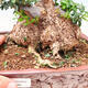 Indoor bonsai - Olea europaea sylvestris - European small-leaved olive oil - 7/7